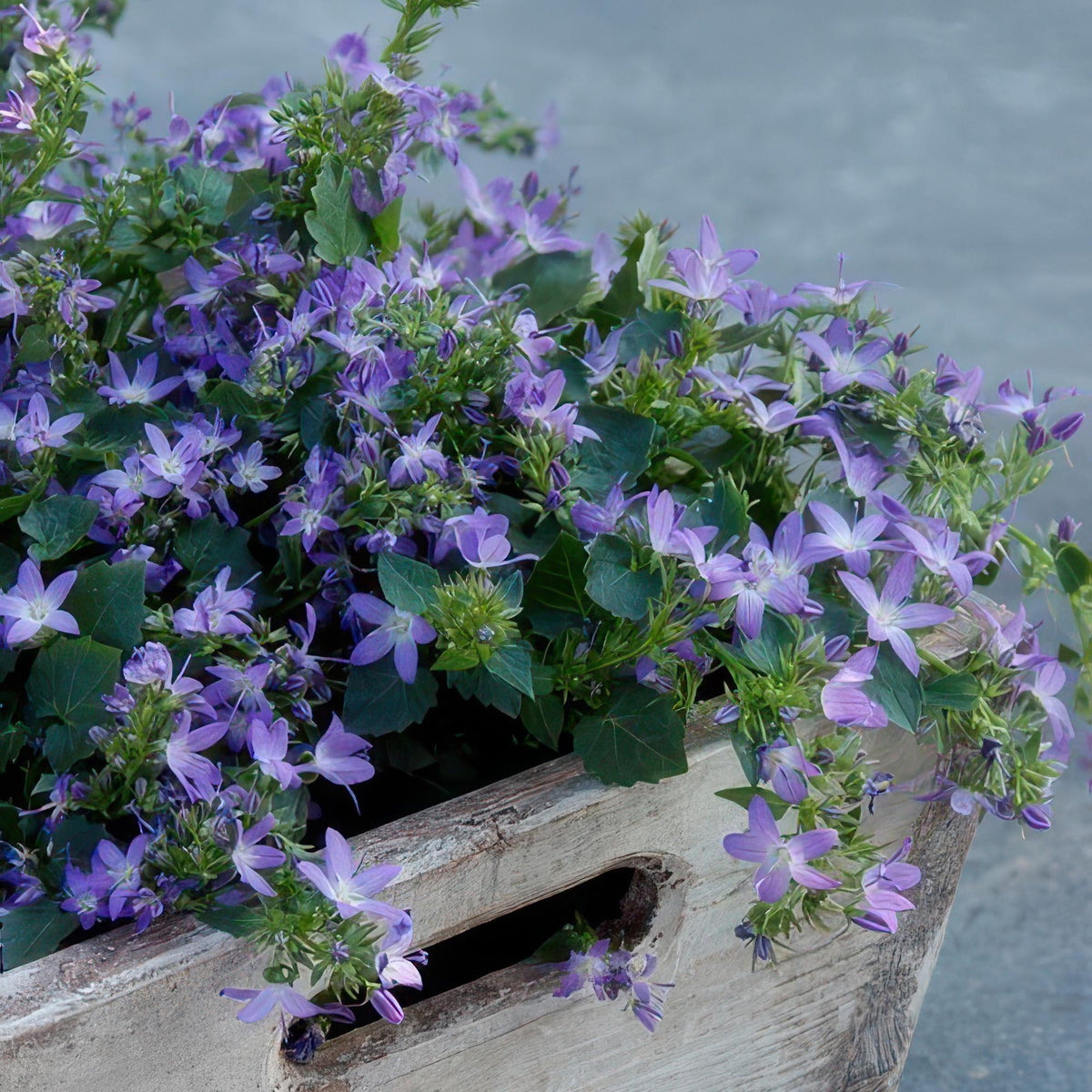Campanula strisciante 'Stella' in giardino
