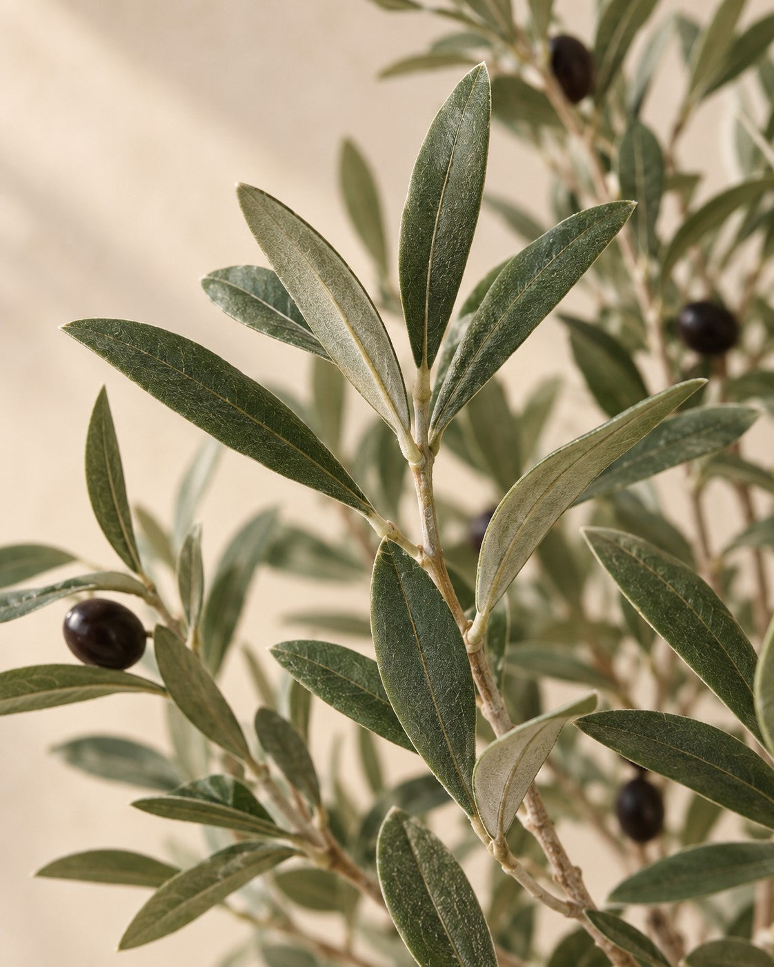 Närbild på bladen hos Konstgjort olivträd (Olea europaea)