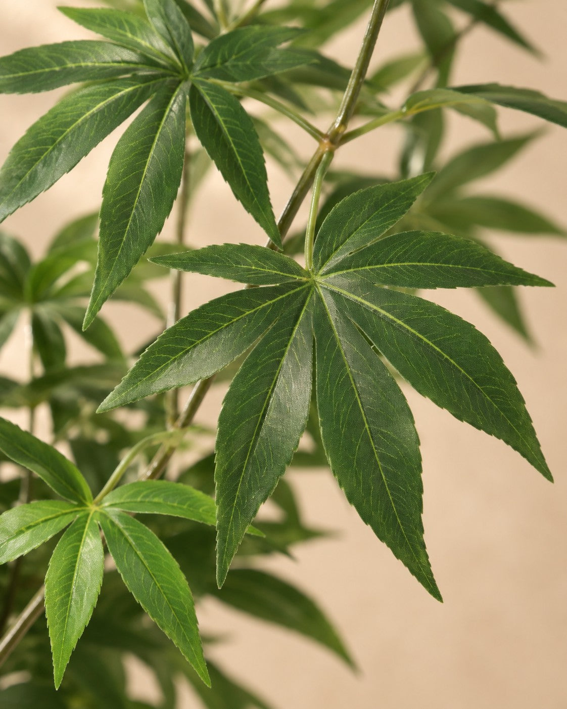 Zbliżenie liści Sztuczna roślina Acer (Acer sp.)