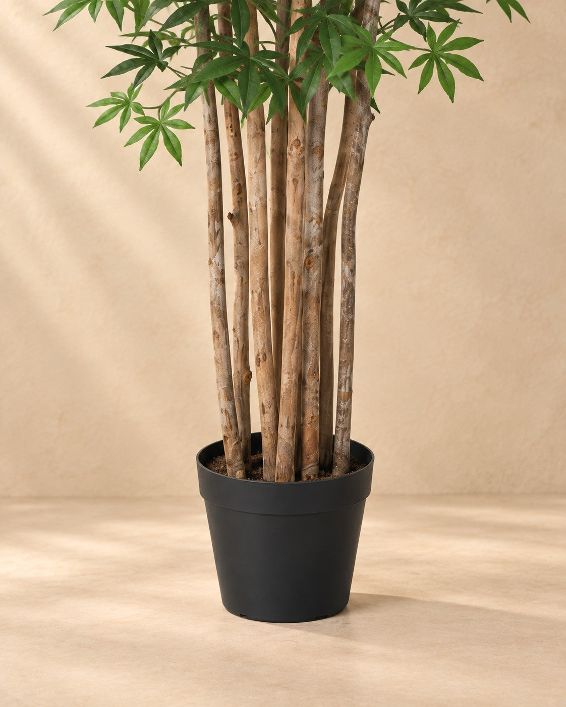 Onderste deel van de Kunstplant Acer (Acer sp.) met de pot