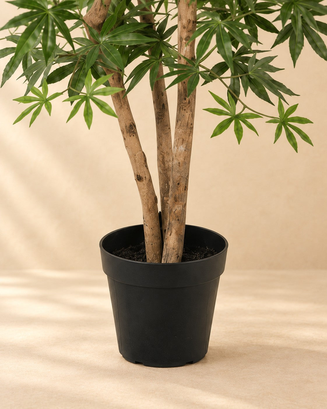 Nedre delen av Konstväxt Acer palmatum med krukan