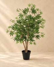 Konstväxt Acer palmatum, 100 cm hög i en 16 cm kruka
