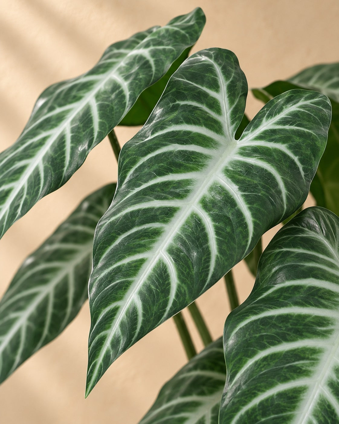 Nærbillede af bladene på Kunstig plante Alocasia Polly (Alocasia × amazonica 'Polly')