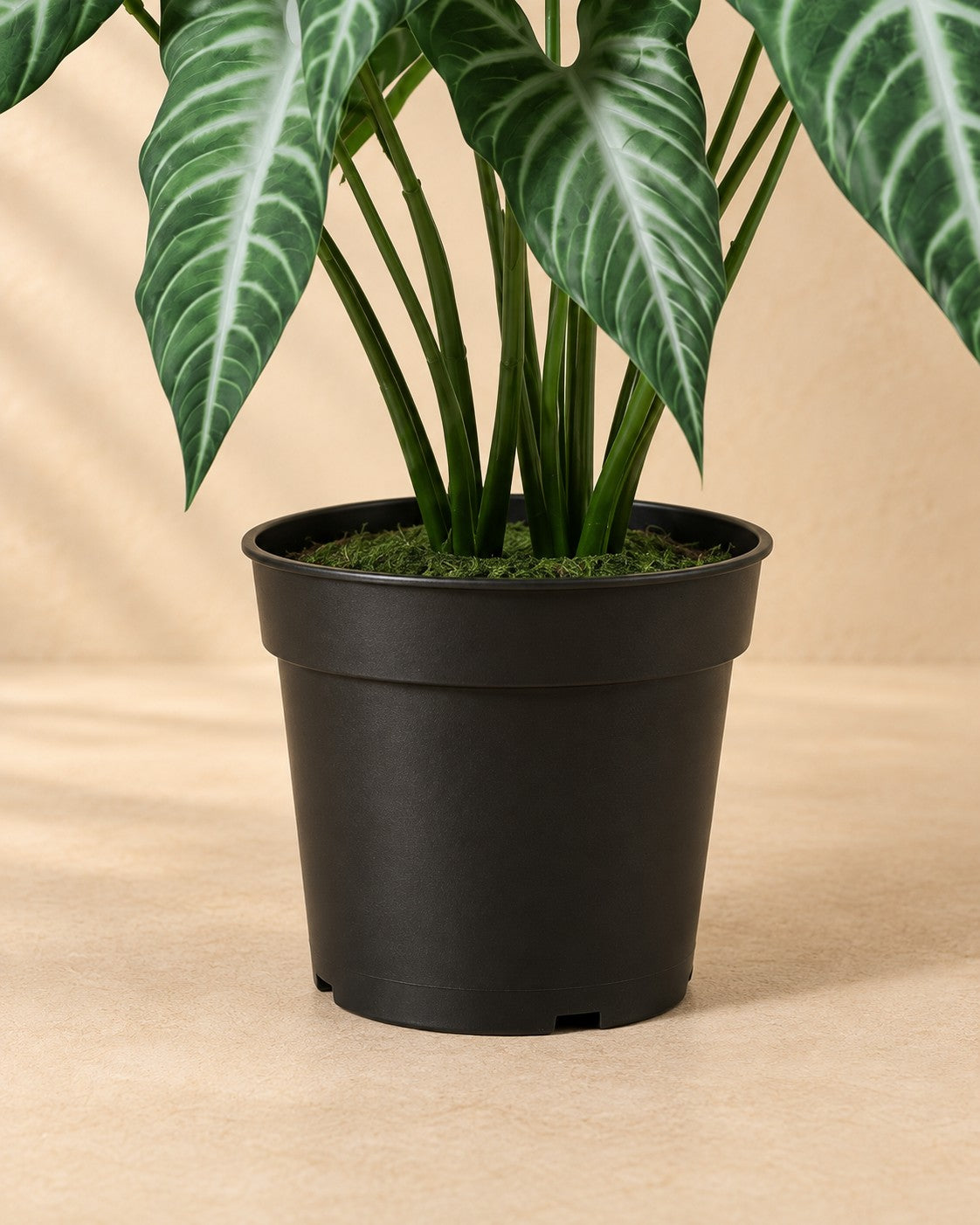 Onderste deel van de Kunstplant Alocasia Polly (Alocasia × amazonica 'Polly') met de pot