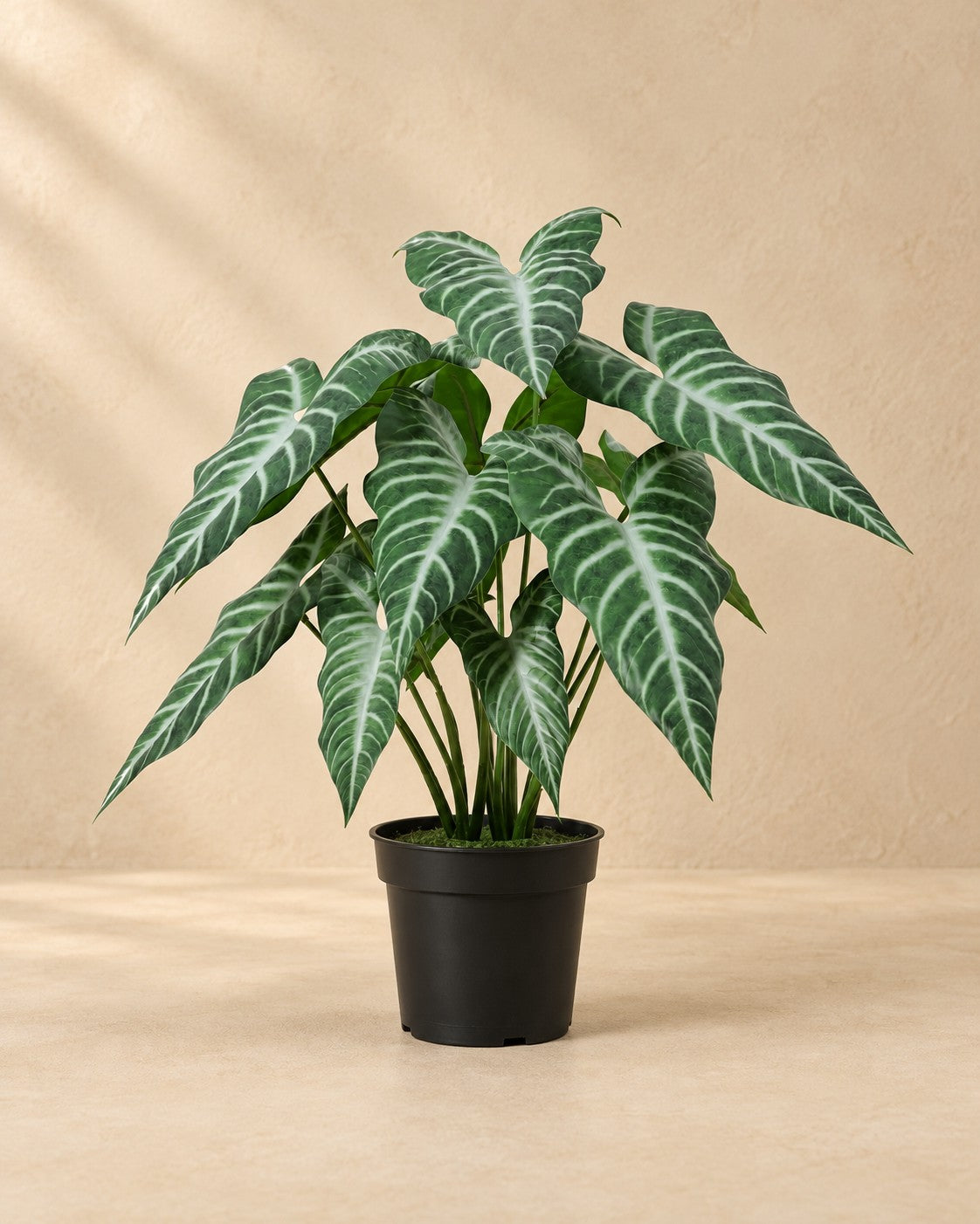 Kunstig plante Alocasia Polly (Alocasia × amazonica 'Polly'), 49 cm høj i en 15 cm potte