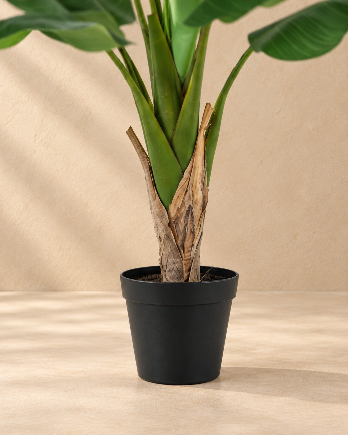 Onderste deel van de Kunstplant Bananenplant Musa (Musa sp.) met de pot