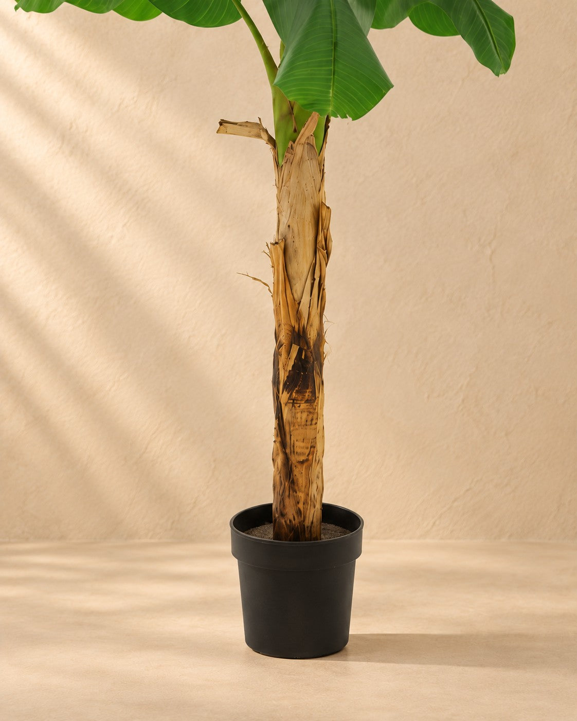 Onderste deel van de Kunstplant Bananenplant Musa (Musa sp.) met de pot