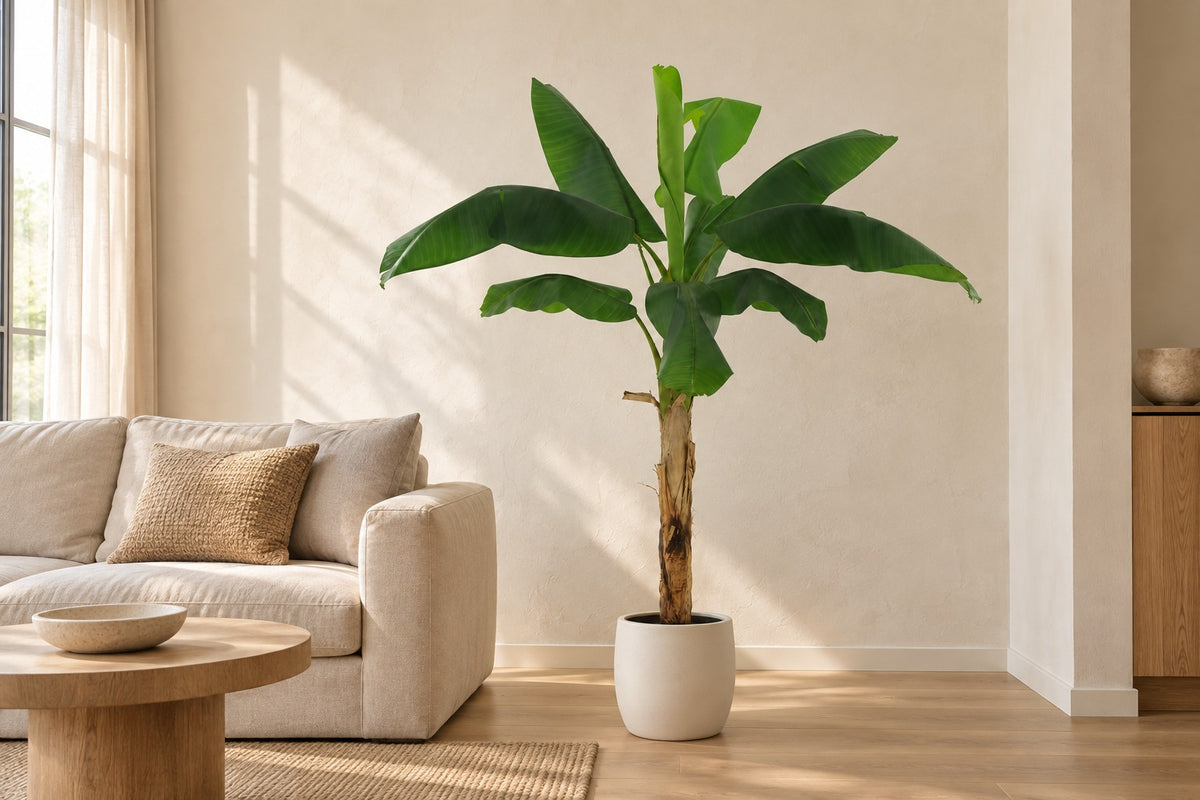 Kunstplant Bananenplant Musa van 180 cm in een witte keramische pot in een lichte woonkamer