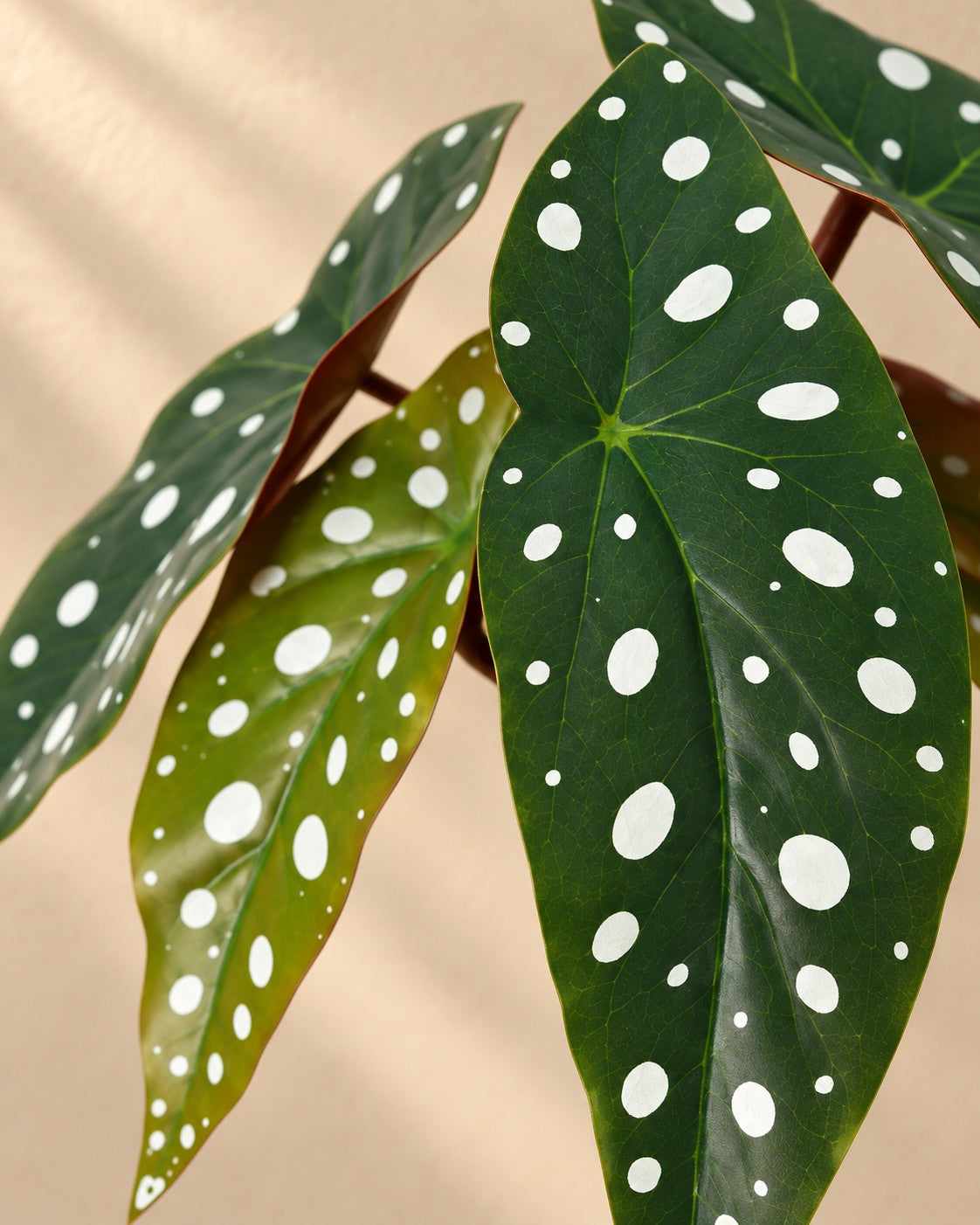Närbild på bladen hos Konstväxt Begonia maculata
