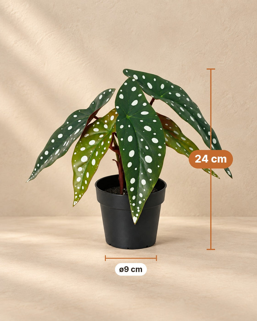 Kunstplant Begonia Maculata 24cm - ø9