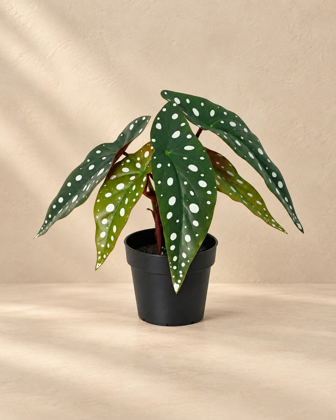 Konstväxt Begonia maculata, 24 cm hög i en 9 cm kruka