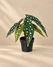 Kunstplant Begonia Maculata van 24 cm hoog in pot van 9 cm