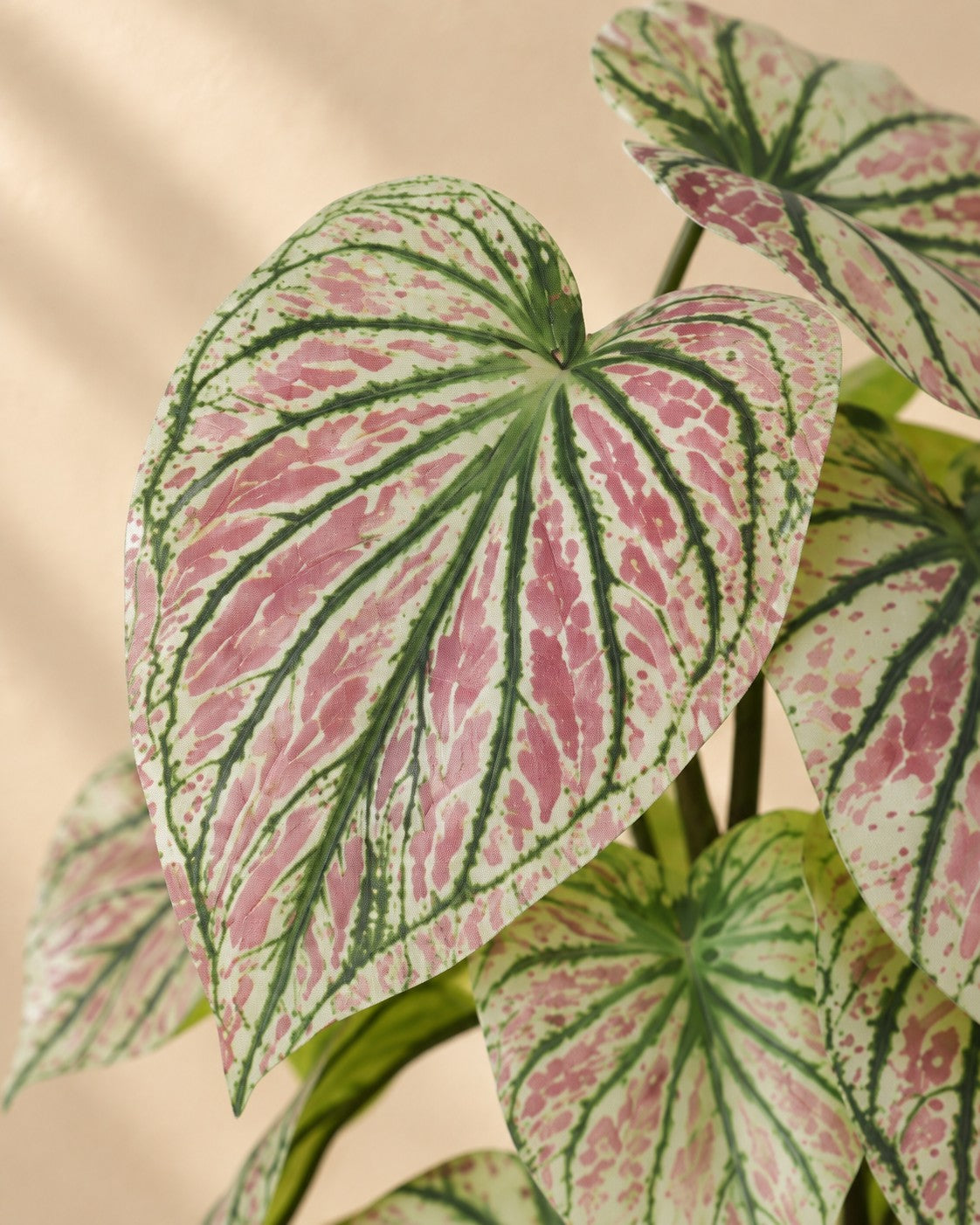 Primer plano de las hojas de Caladium artificial verde y rosa (Caladium bicolor)