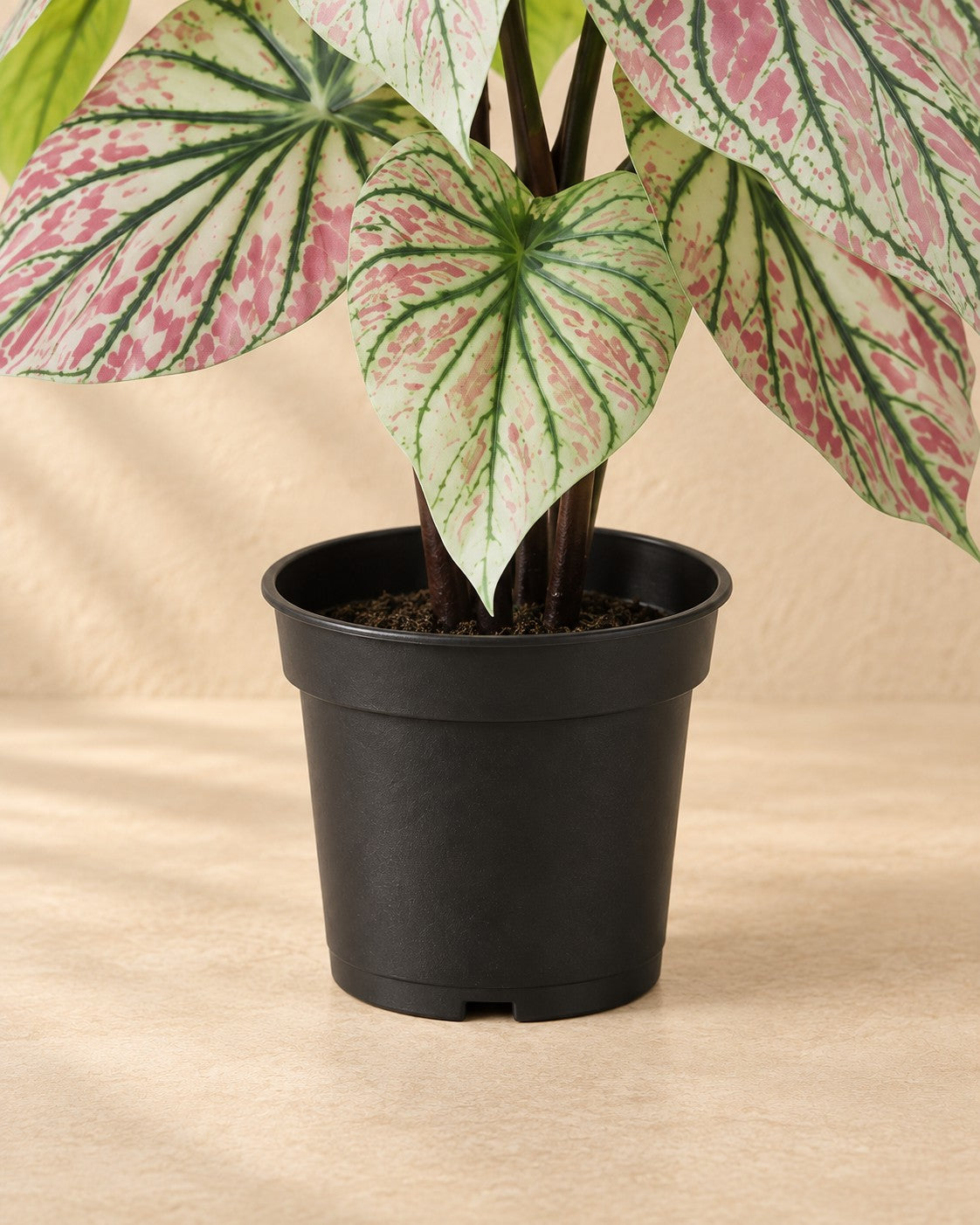 Parte inferior de Caladium artificial verde y rosa (Caladium bicolor) con su maceta