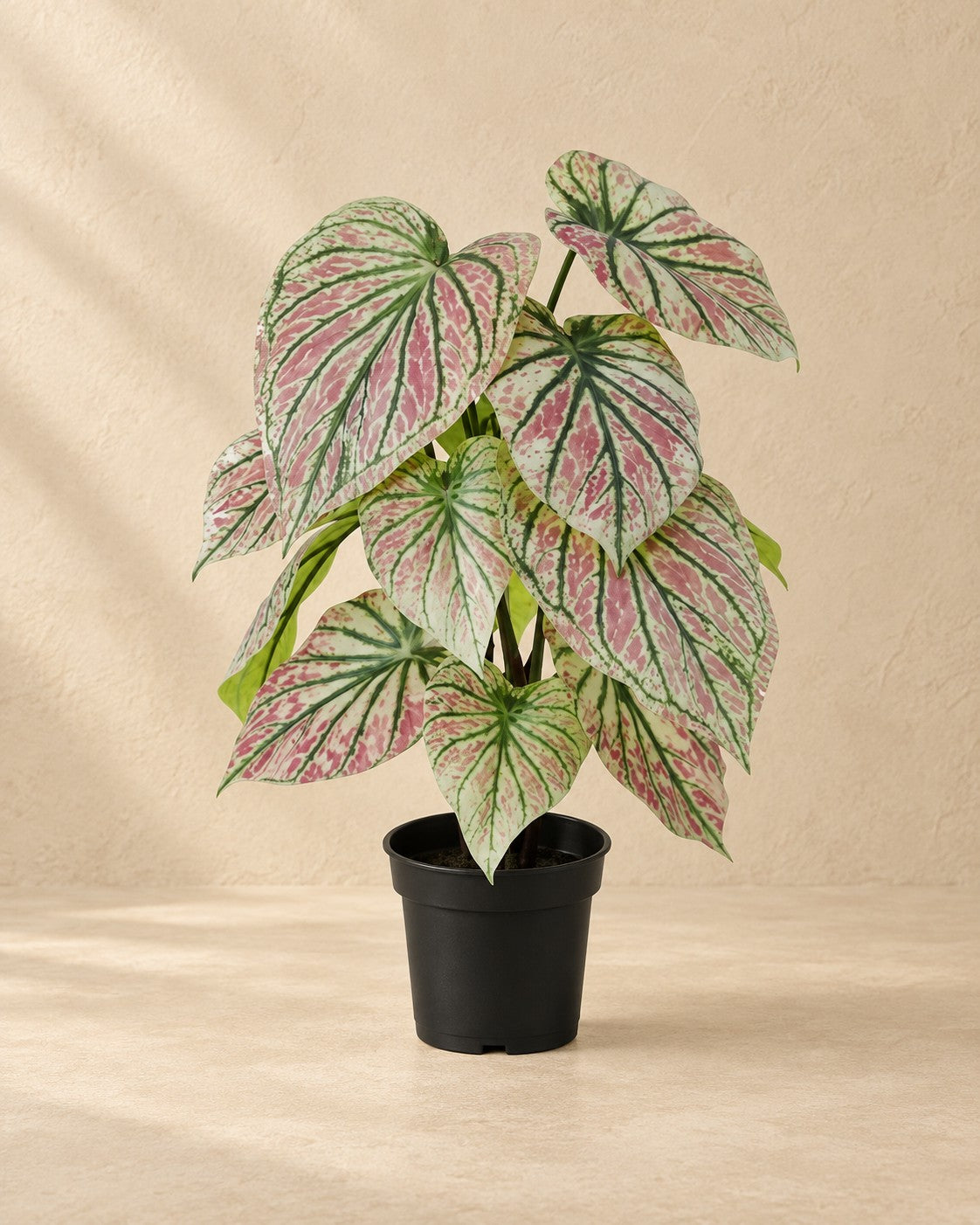 Caladium artificial verde y rosa (Caladium bicolor), 57 cm de altura en maceta de 15 cm