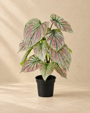 Caladium artificial verde y rosa (Caladium bicolor), 57 cm de altura en maceta de 15 cm
