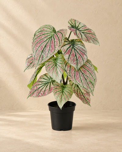 Kunstplant Caladium groen roze (Caladium bicolor) van 57 cm hoog in pot van 15 cm