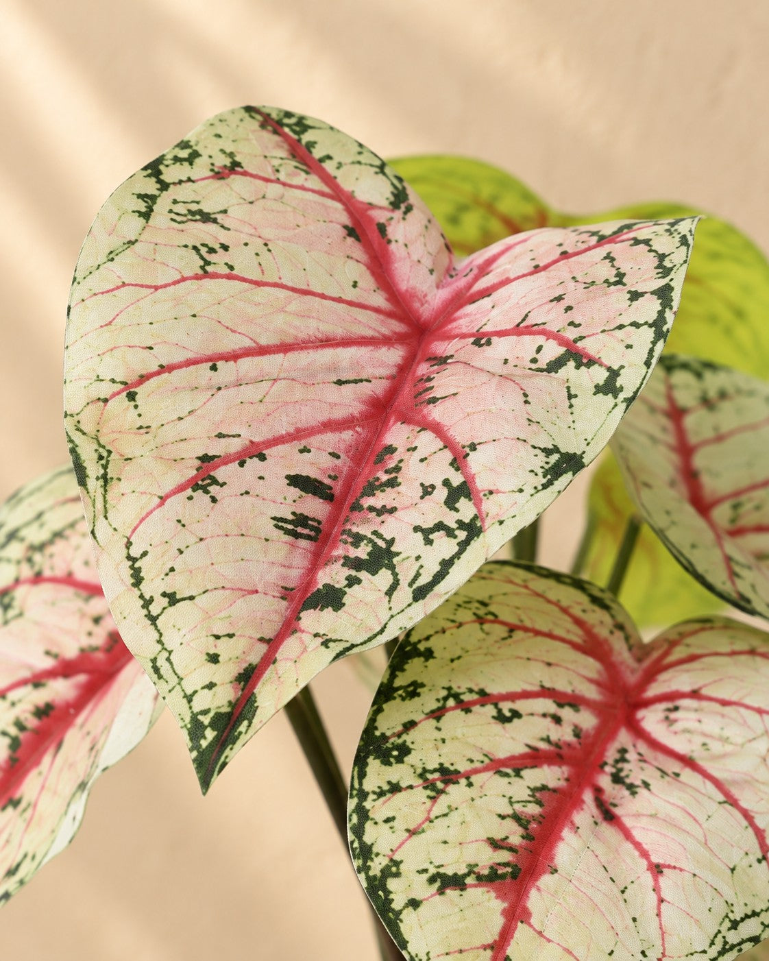 Närbild på bladen hos Konstväxt Caladium vit rosa (Caladium bicolor)