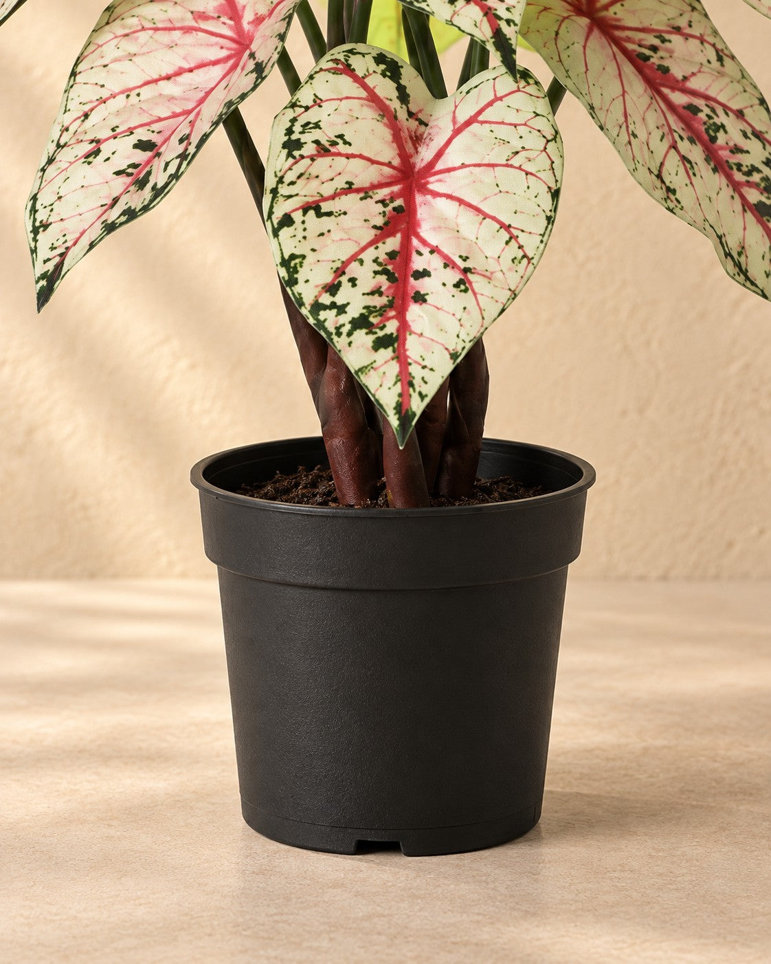 Lower part of the Artificial plant Caladium white pink (Caladium bicolor) with its pot