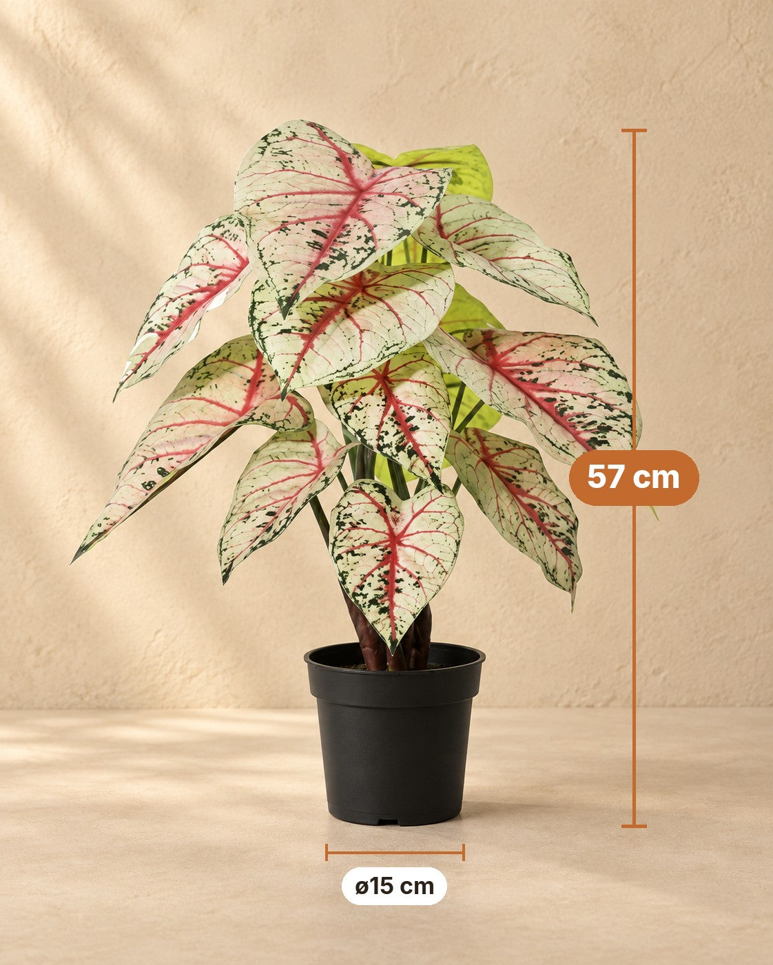 Dimensions of the Artificial plant Caladium white pink: 57 cm tall, pot ø15 cm