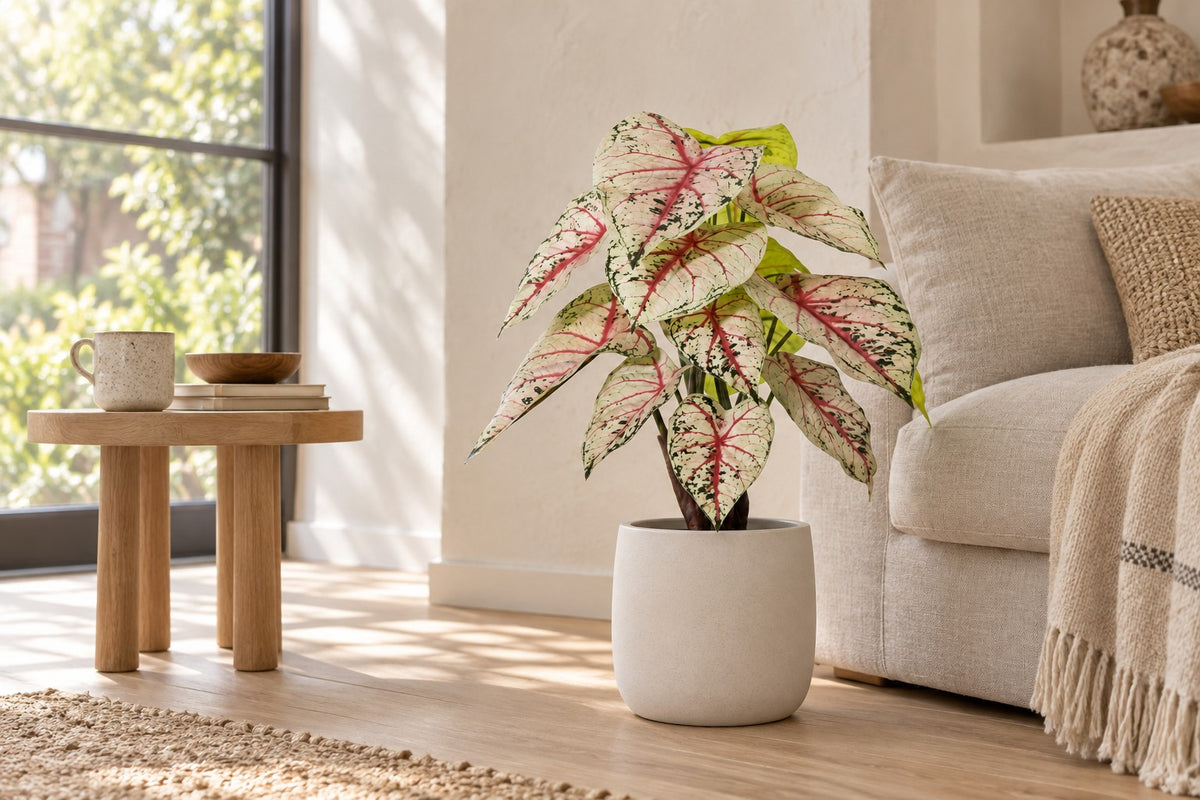Artificial plant Caladium white pink, 57 cm, in a white ceramic planter in a bright living room