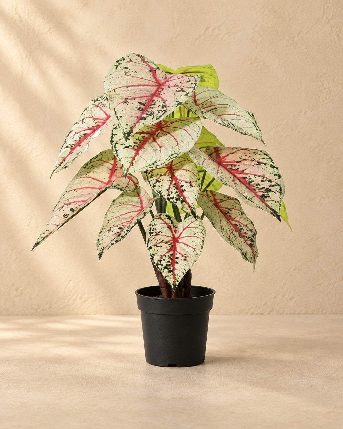 Konstväxt Caladium vit rosa (Caladium bicolor), 57 cm hög i en 15 cm kruka