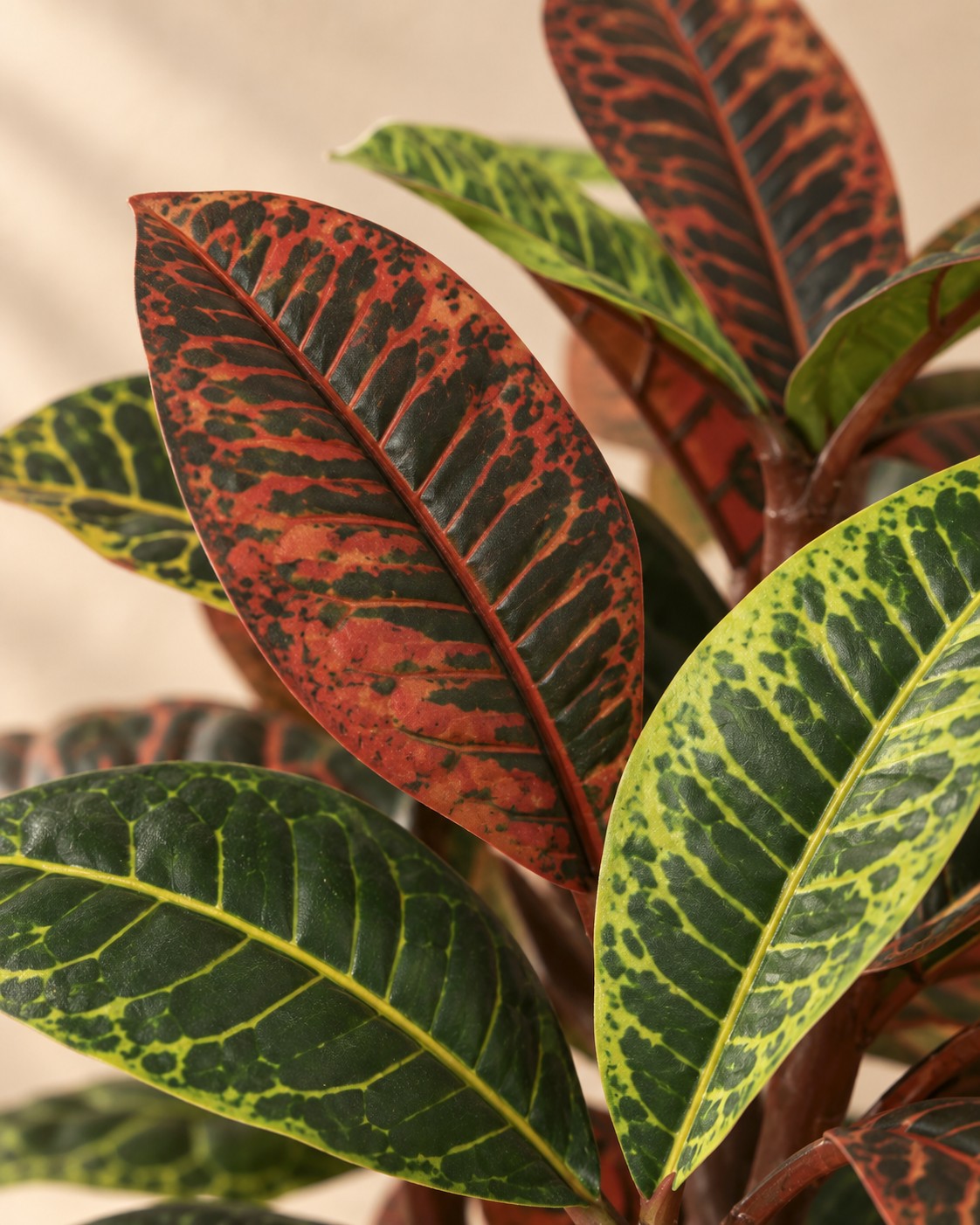 Närbild på bladen hos Konstväxt kroton Codiaeum (Codiaeum variegatum)