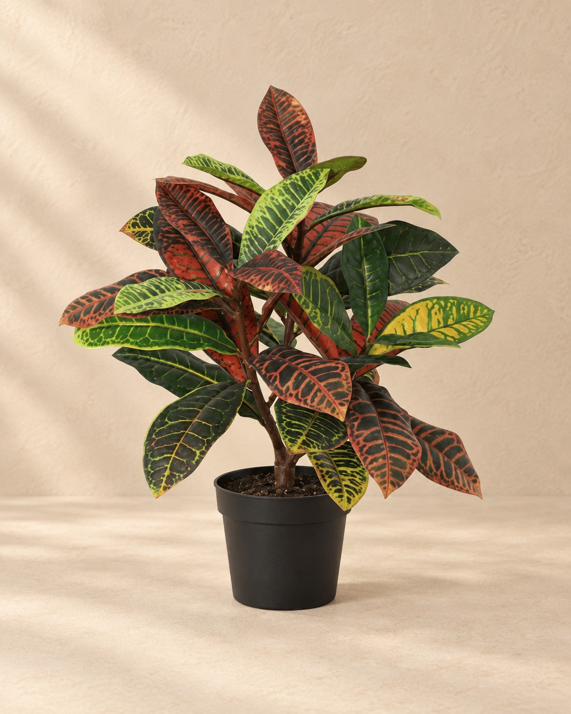 Konstväxt kroton Codiaeum (Codiaeum variegatum), 40 cm hög i en 12 cm kruka