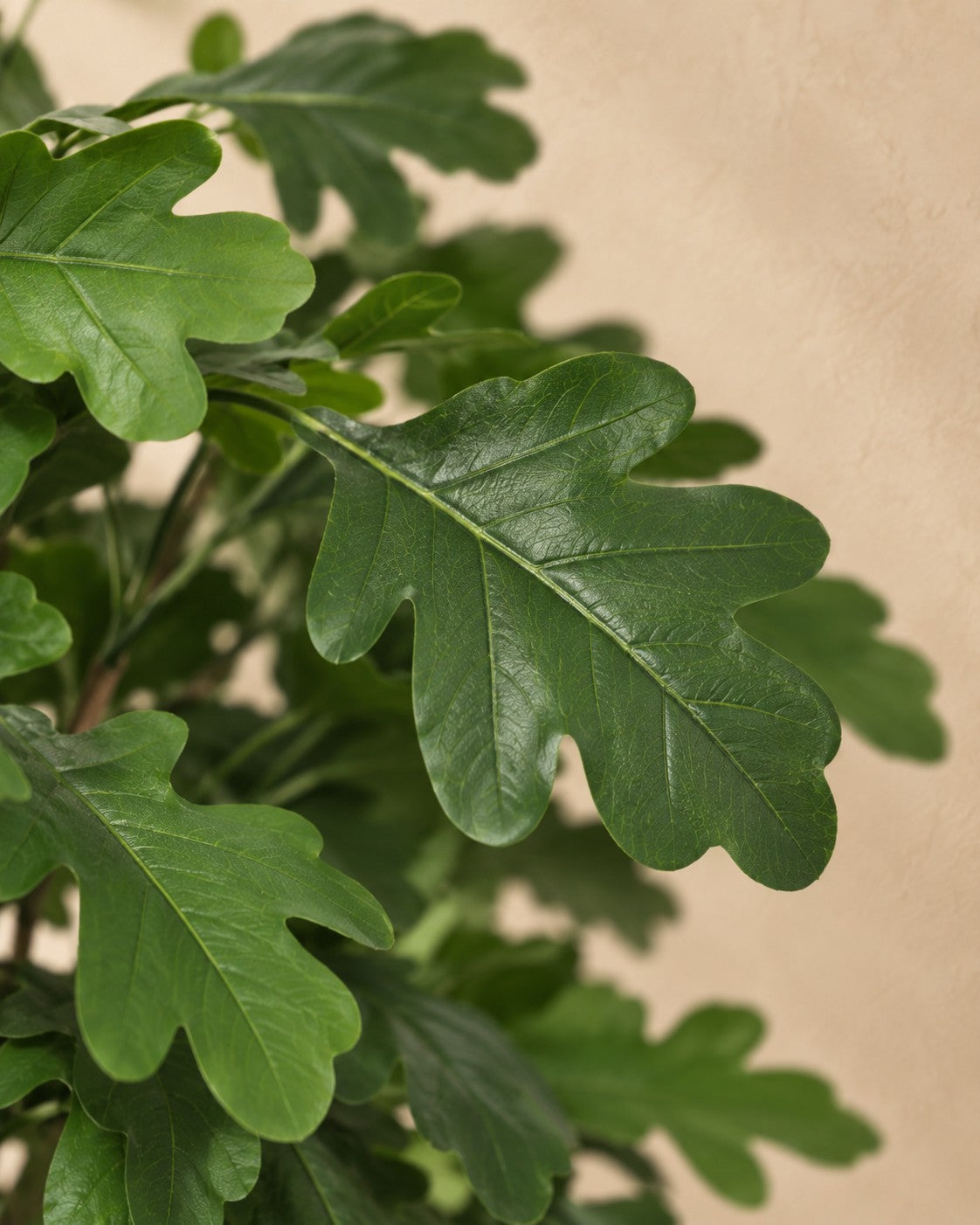 Primer plano de las hojas de Roble artificial (Quercus sp.)