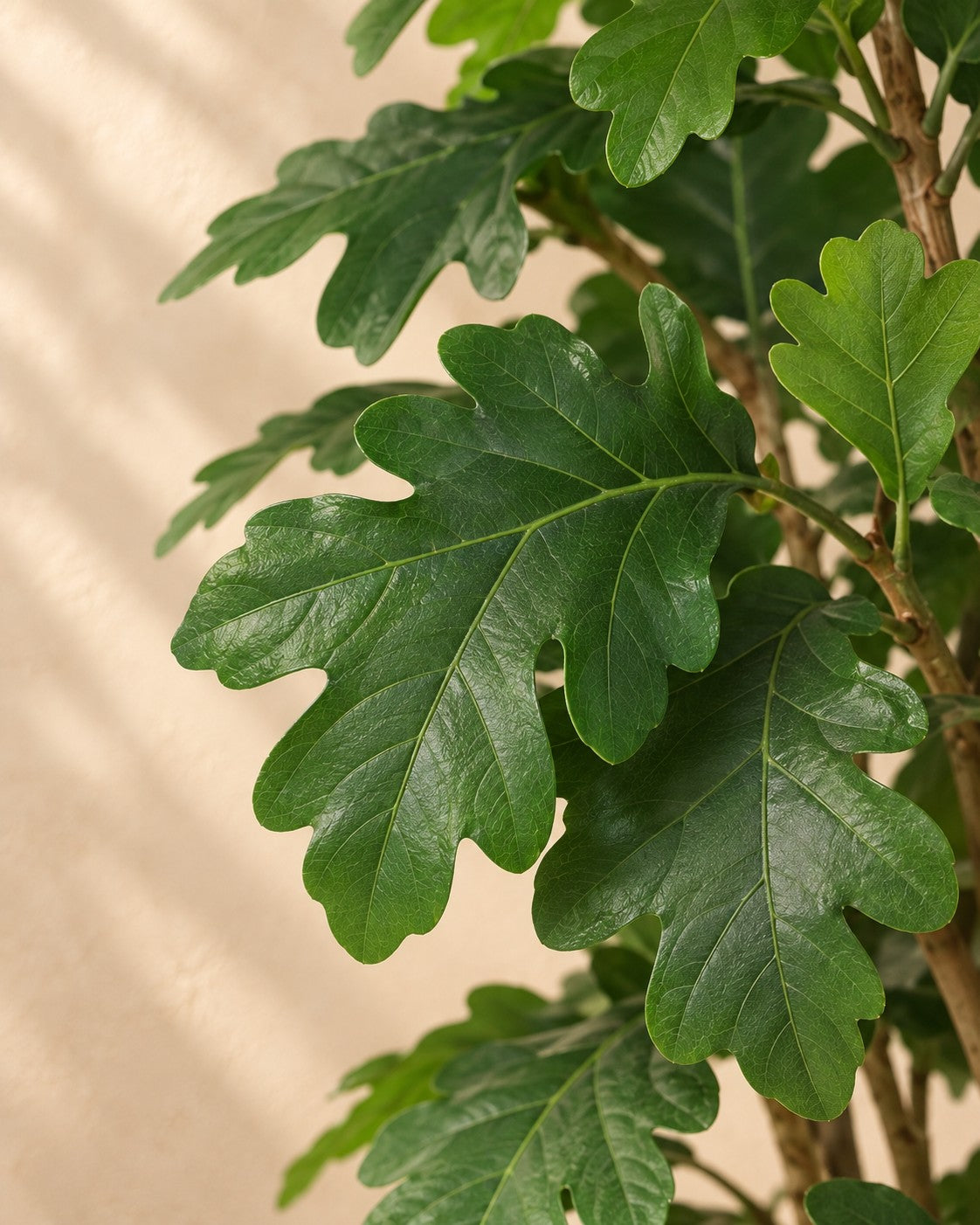 Primer plano de las hojas de Planta artificial de roble (Quercus sp.)
