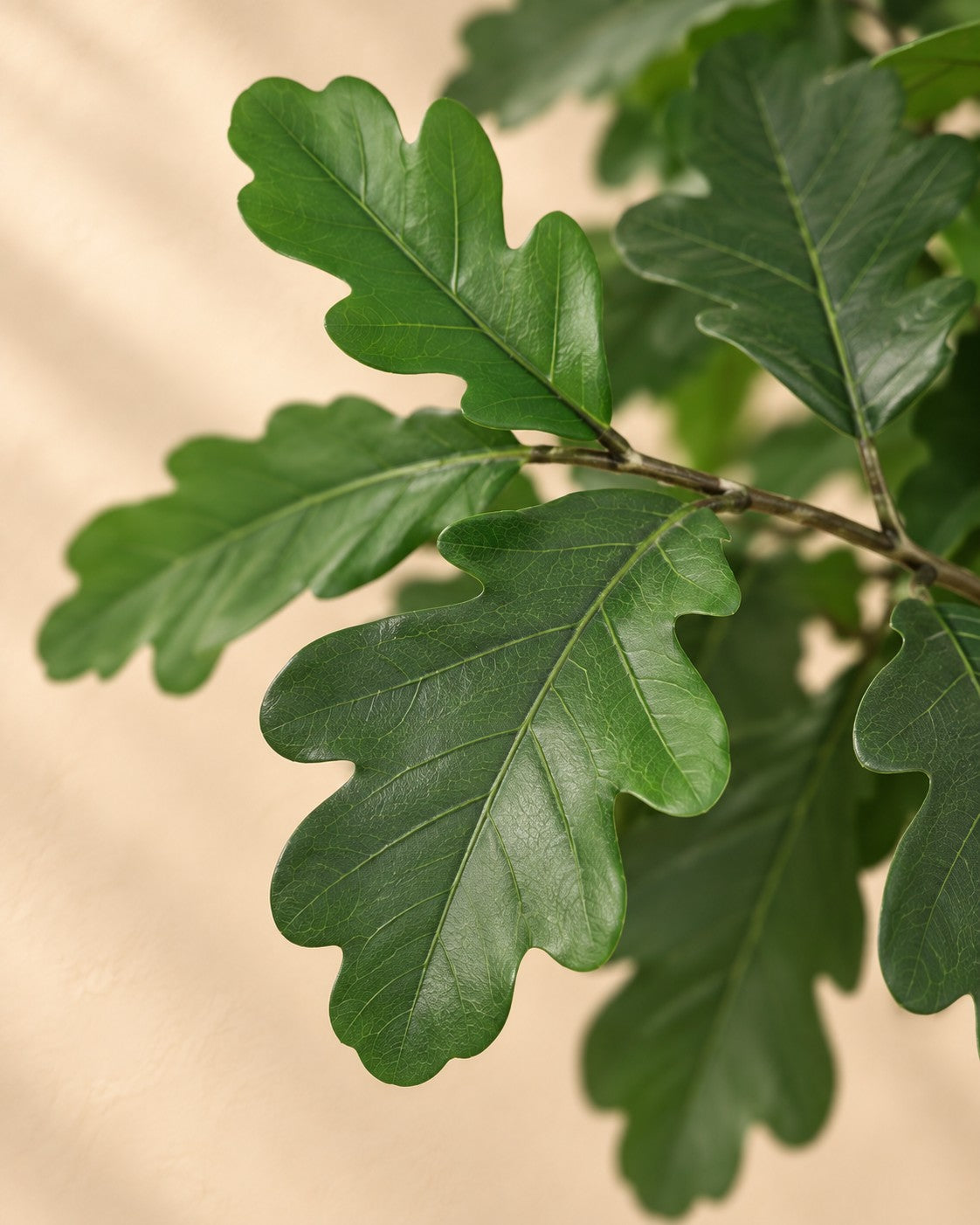 Primer plano de las hojas de Planta artificial de roble (Quercus sp.)