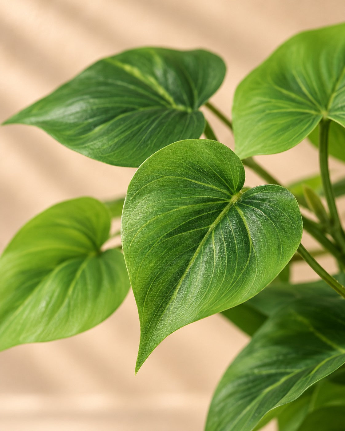 Närbild på bladen hos Konstväxt Epipremnum inklusive vit kruka (Epipremnum aureum)