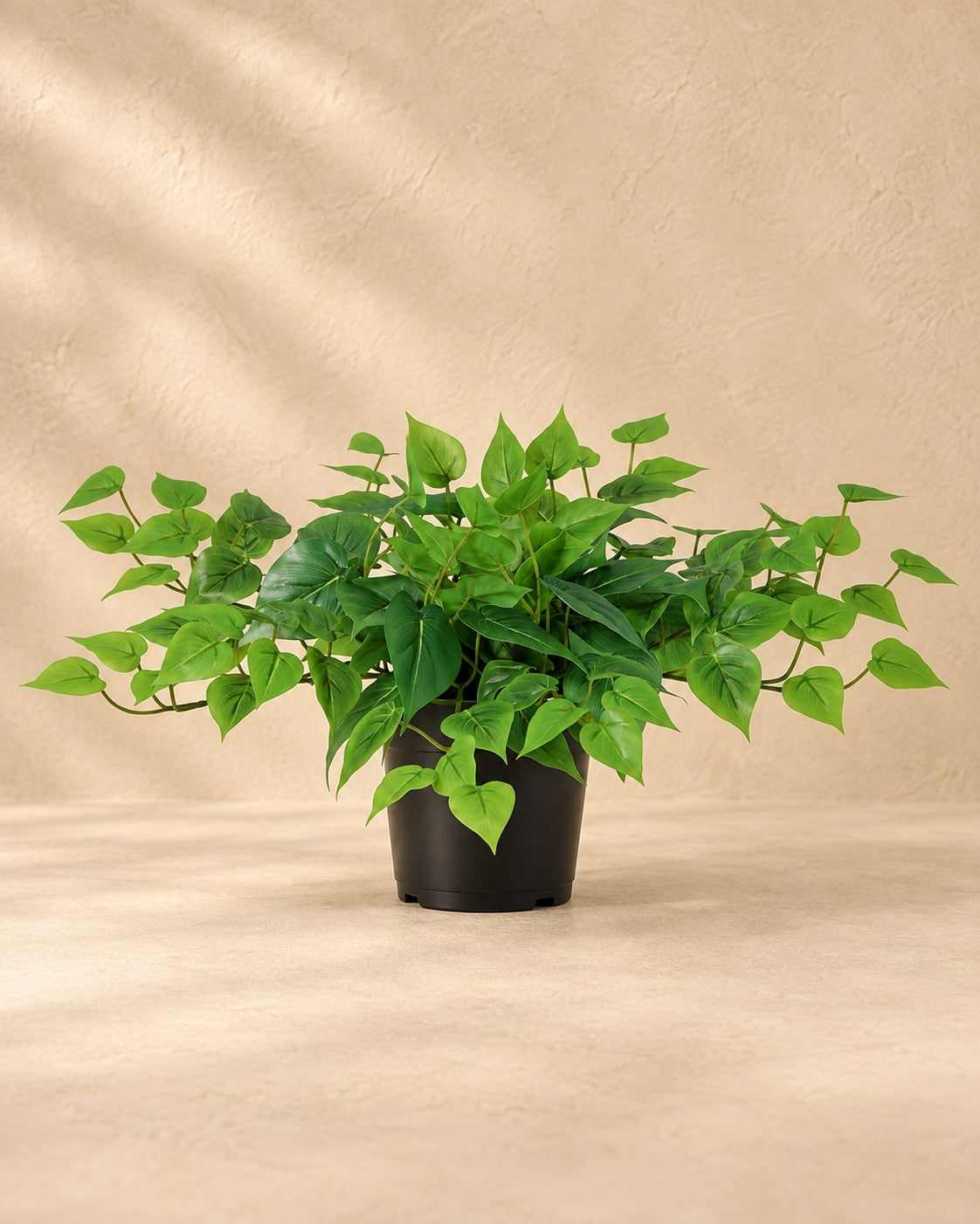 Konstväxt Epipremnum inklusive vit kruka (Epipremnum aureum), 30 cm hög i en 15 cm kruka