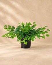 Kunstplant Epipremnum inclusief witte pot (Epipremnum aureum) van 30 cm hoog in pot van 15 cm