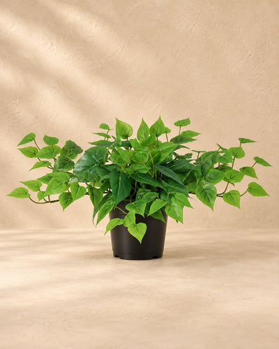 Kunstplant Epipremnum inclusief witte pot (Epipremnum aureum) van 30 cm hoog in pot van 15 cm