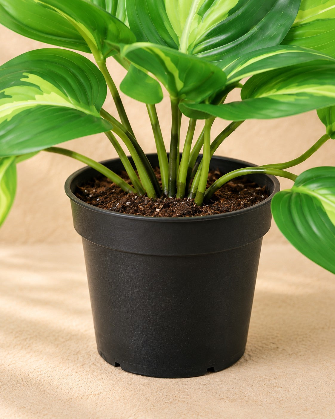 Onderste deel van de Kunstplant Epipremnum Variegata (Epipremnum aureum) met de pot