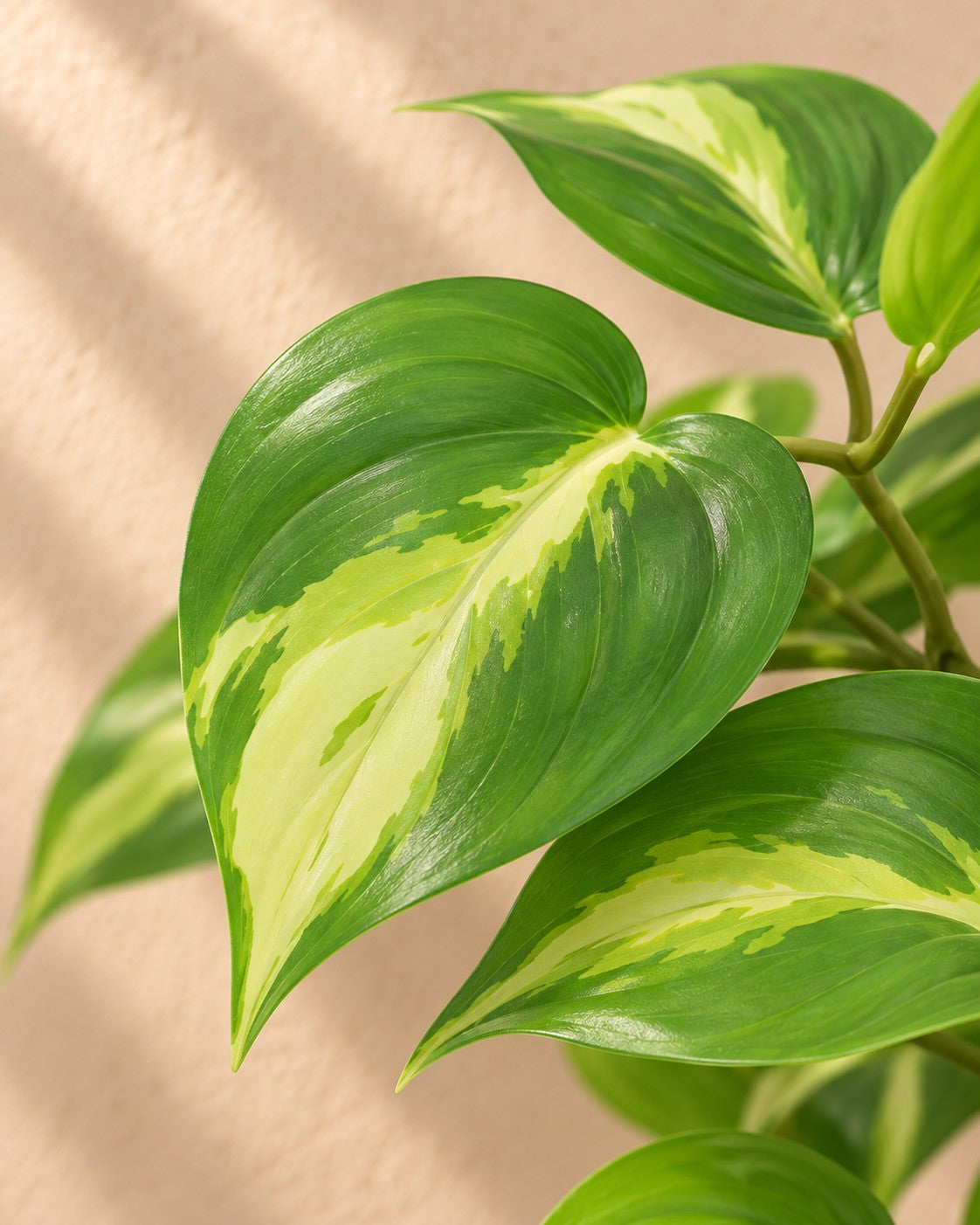 Primer plano de las hojas de Planta artificial Epipremnum Variegata (Epipremnum aureum)