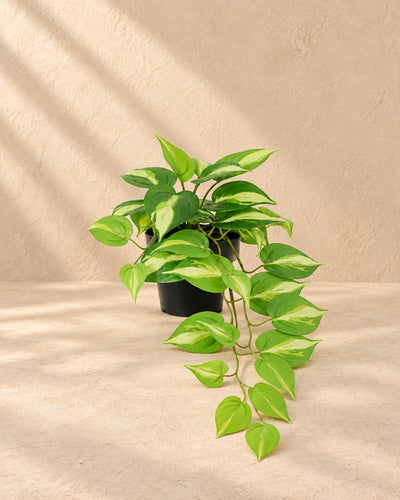 Kunstplant Epipremnum Variegata (Epipremnum aureum) van 37 cm hoog in pot van 9 cm