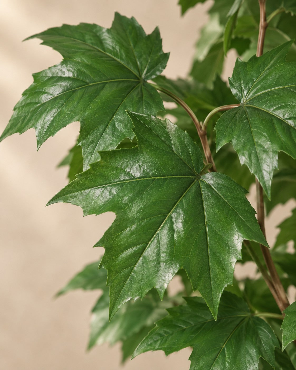 Primer plano de las hojas de Arce artificial (Acer sp.)
