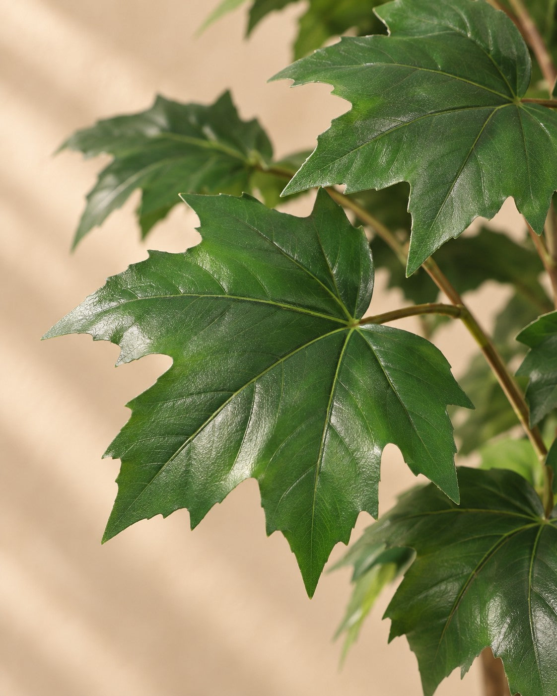 Close-up van het blad van de Kunstplant Esdoorn (Acer sp.)