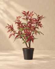 Planta artificial arce (Acer sp.), 53 cm de altura en maceta de 13 cm