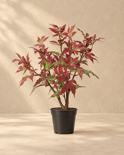 Kunstplant Esdoorn (Acer sp.) van 53 cm hoog in pot van 13 cm