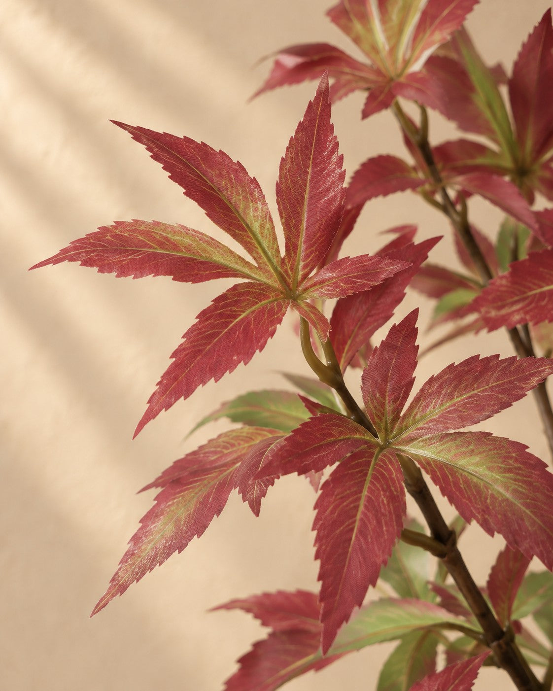 Primer plano de las hojas de Planta artificial arce (Acer sp.)