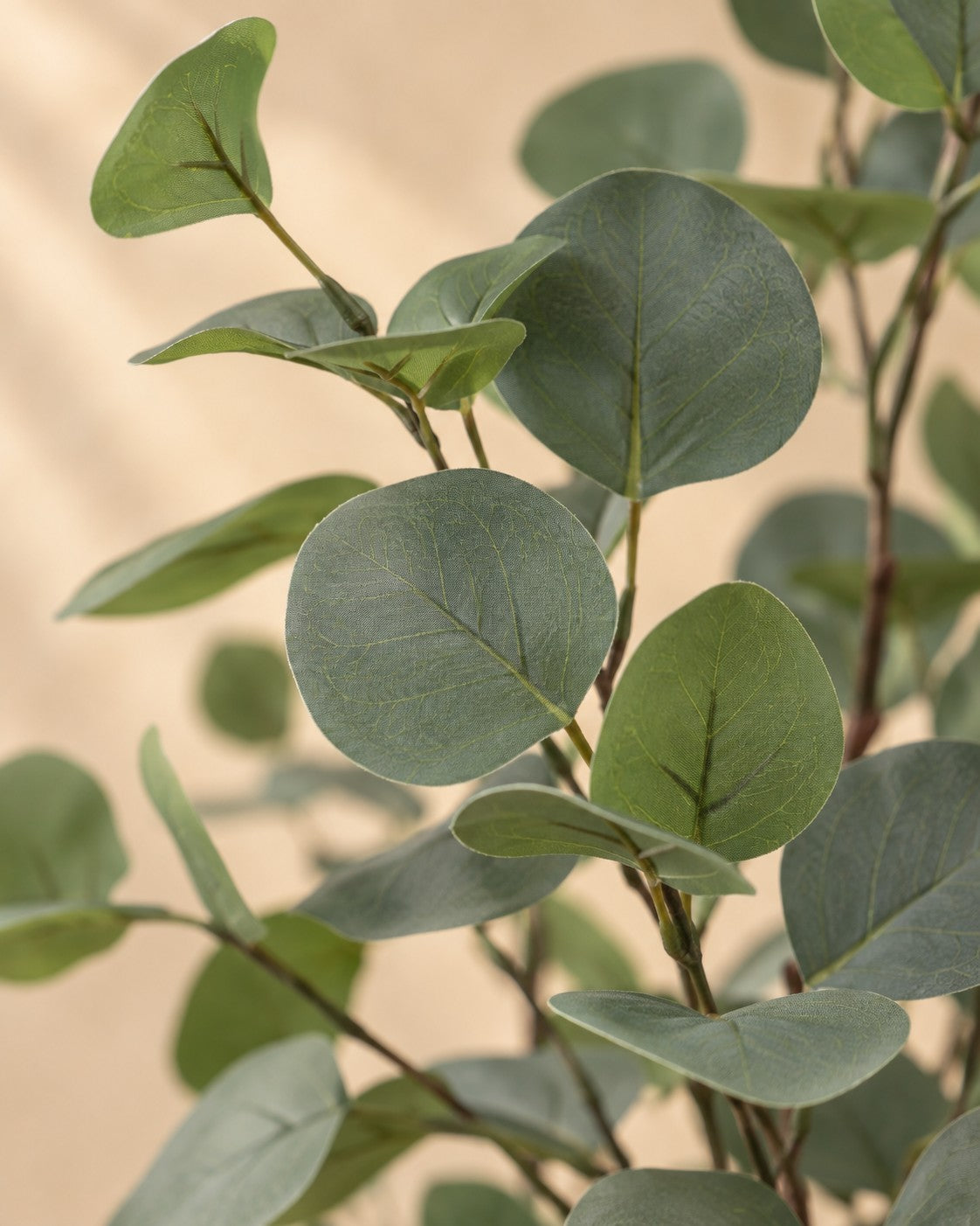 Close-up van het blad van de Kunstplant eucalyptus (Eucalyptus sp.)