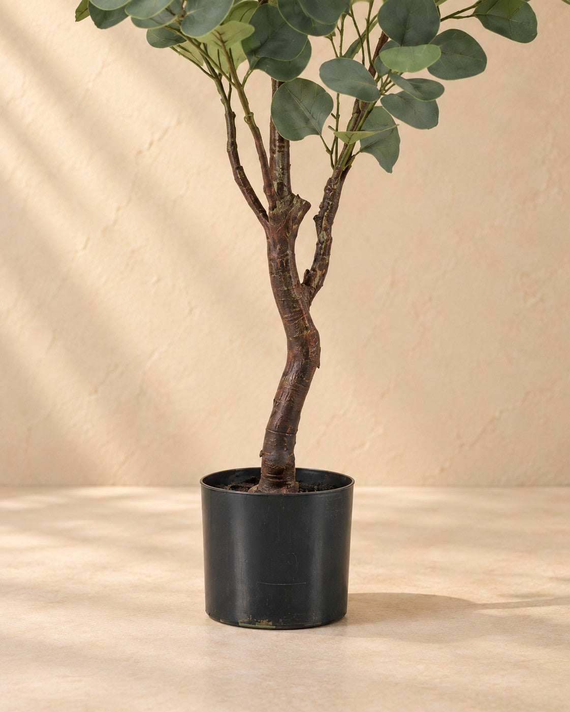 Onderste deel van de Kunstplant eucalyptus (Eucalyptus sp.) met de pot
