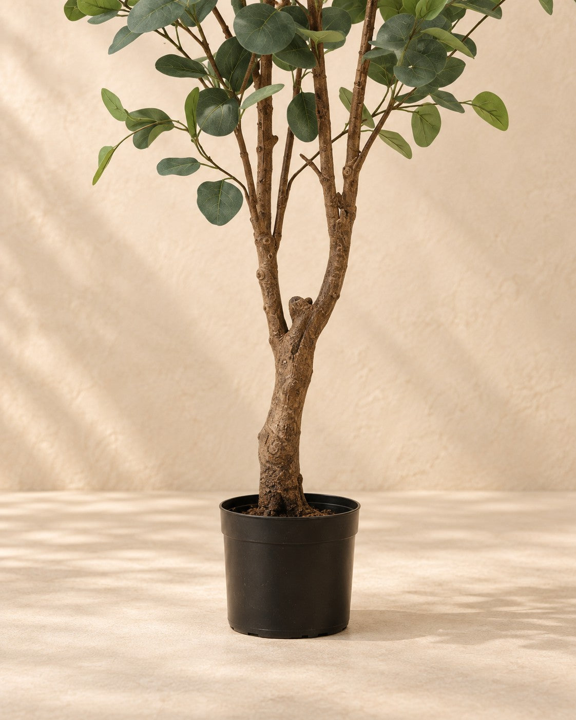 Lower part of the Artificial Eucalyptus (Eucalyptus sp.) with its pot