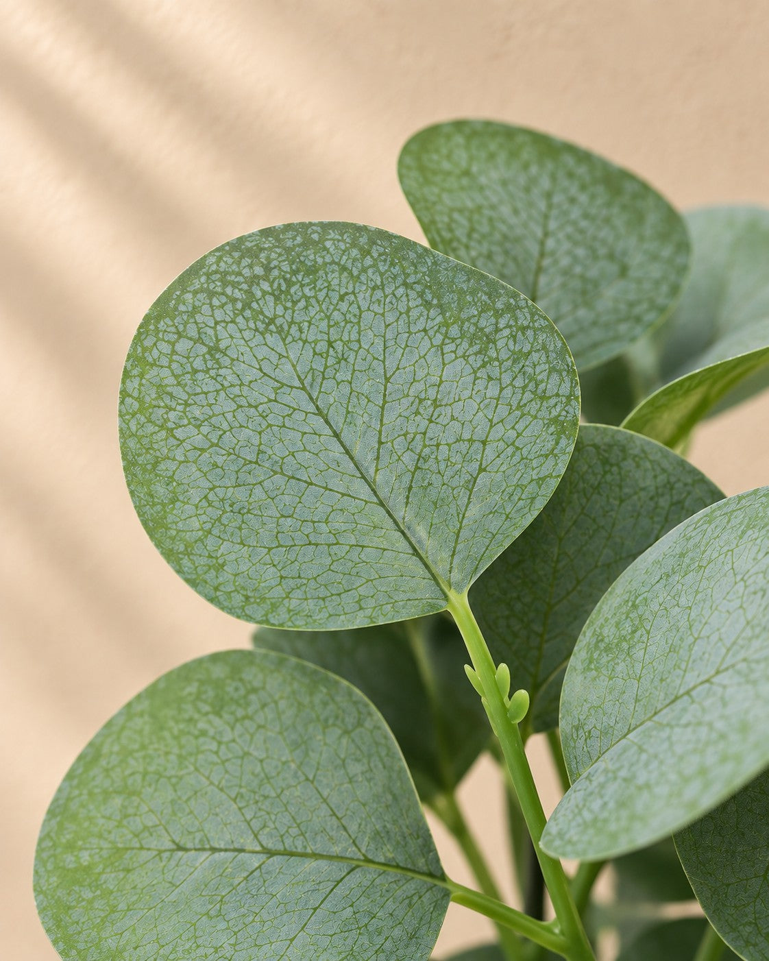 Zbliżenie liści Sztuczna roślina Eukaliptus (Eucalyptus sp.)