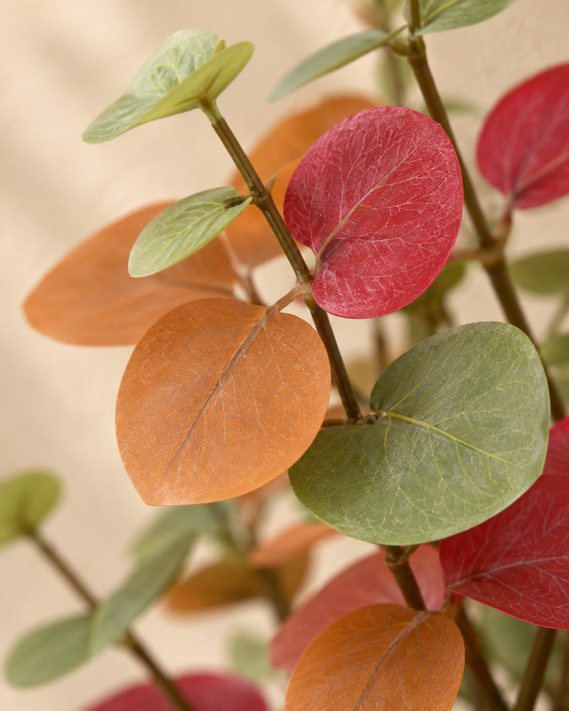 Zbliżenie liści Sztuczna roślina Eukaliptus kolorowa (Eucalyptus sp.)