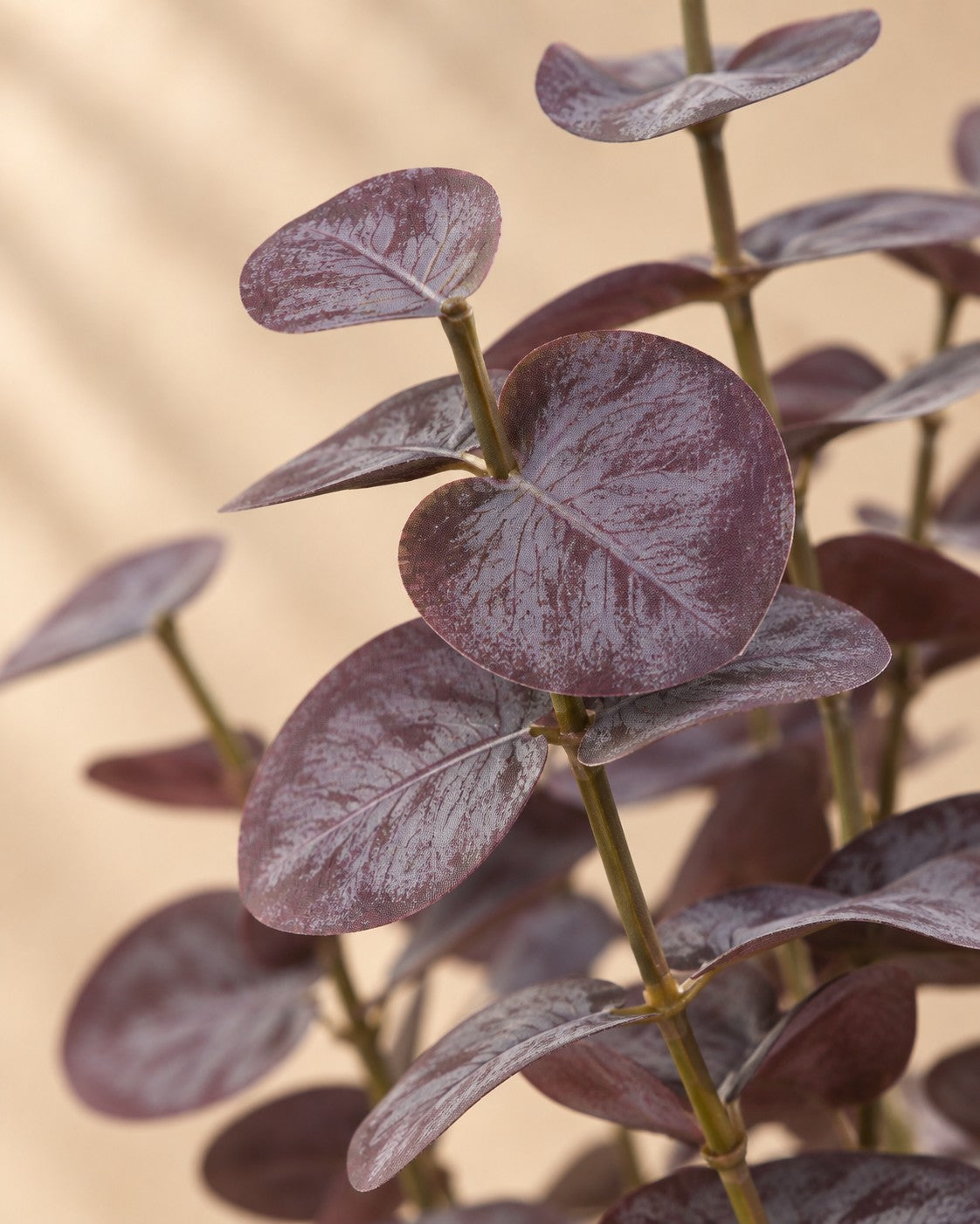 Zbliżenie liści Sztuczna roślina Eukaliptus fioletowy (Eucalyptus sp.)