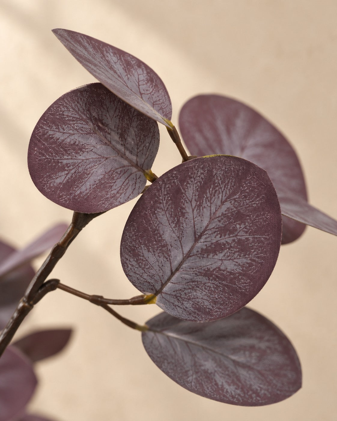Zbliżenie liści Sztuczna roślina Eukaliptus fioletowy (Eucalyptus sp.)